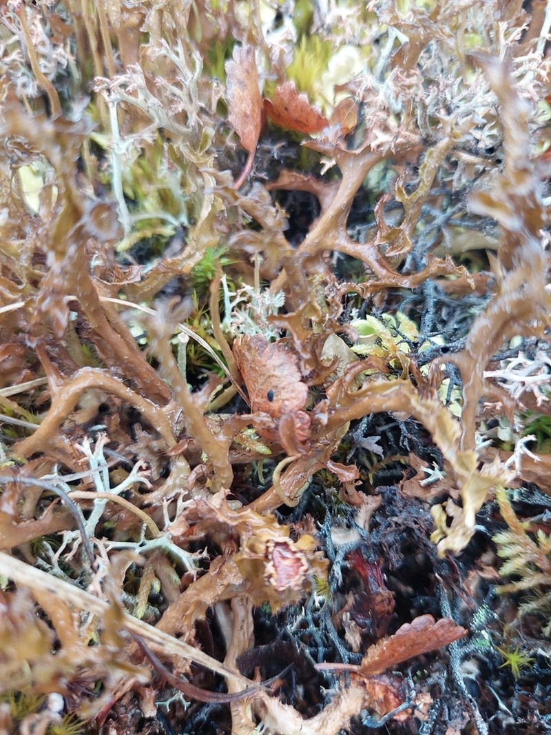 Island Cetraria Lichen photo 3