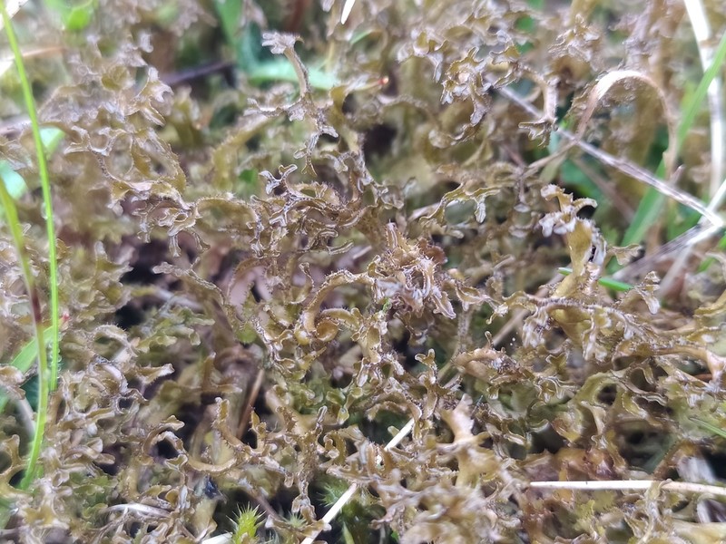 Island Cetraria Lichen photo 4