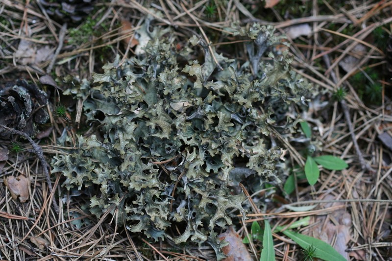 Island Cetraria Lichen photo 5