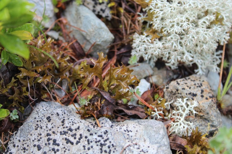 Island Cetraria Lichen photo 6