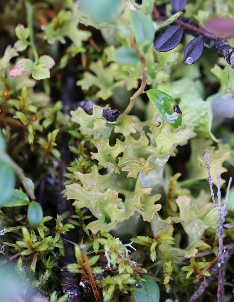 Island Cetraria Lichen photo 7