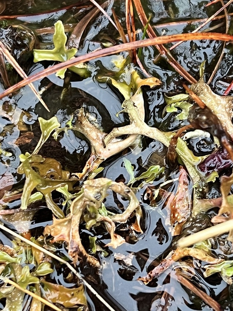 Island Cetraria Lichen photo 8