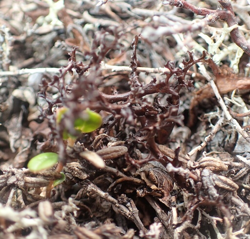 Kamchatka Cetraria Lichen