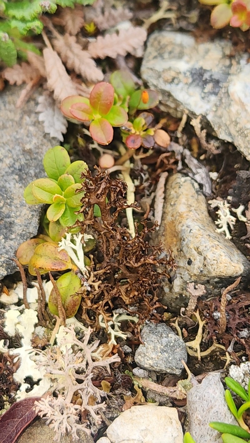 Kamchatka Cetraria Lichen photo 2