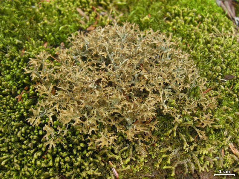Cetraria Lichen