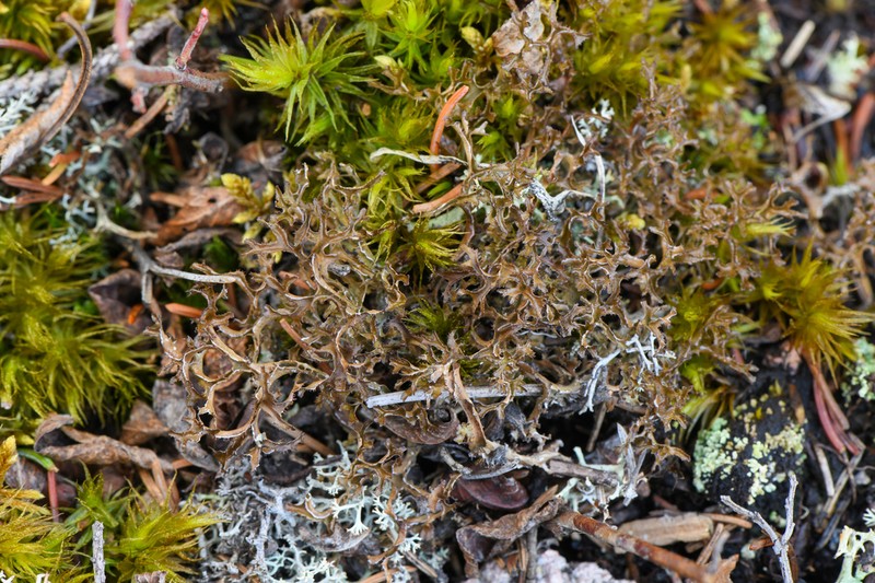 Cetraria Lichen