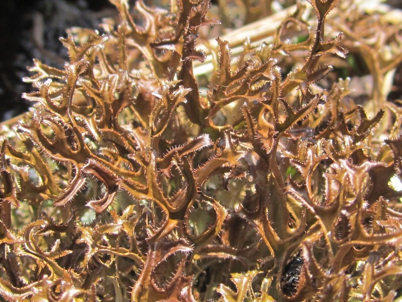 Cetraria Lichen photo 2