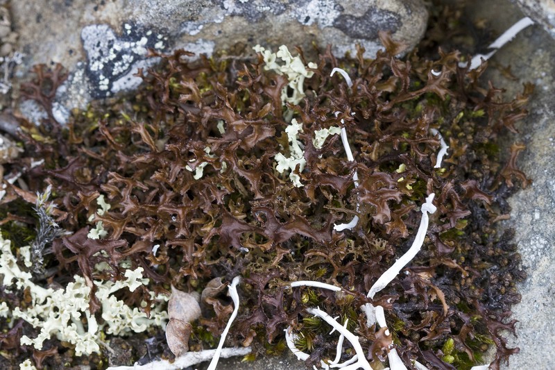 Cetraria Lichen photo 3