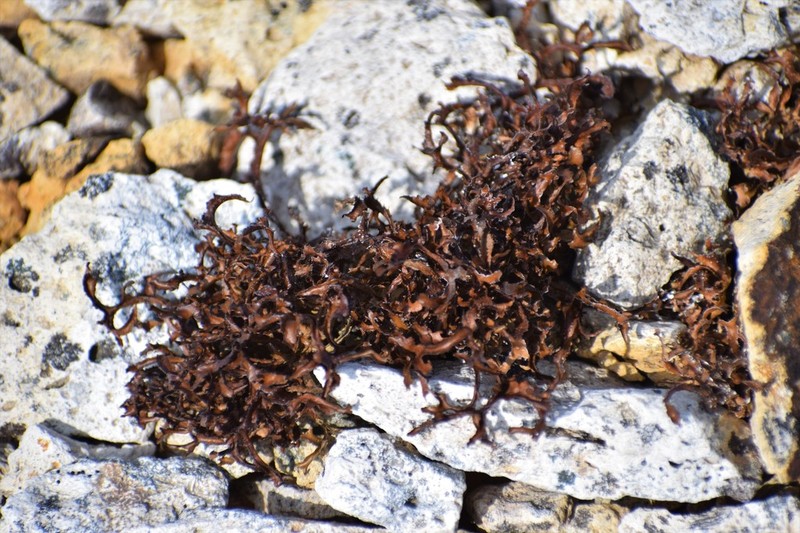 Cetraria Lichen photo 4