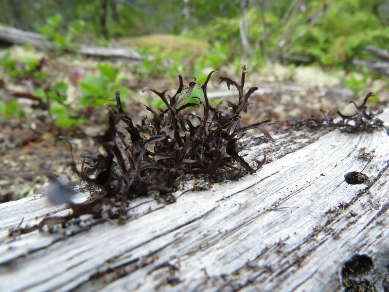 Cetraria Lichen photo 5