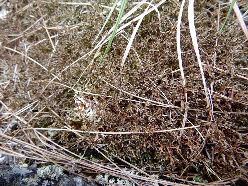 Cetraria Lichen photo 6