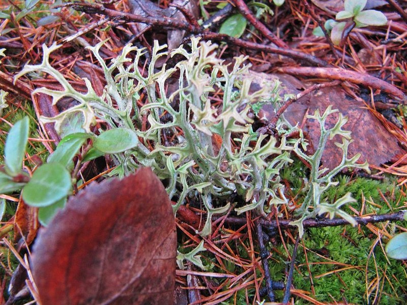 Cetraria Lichen photo 7