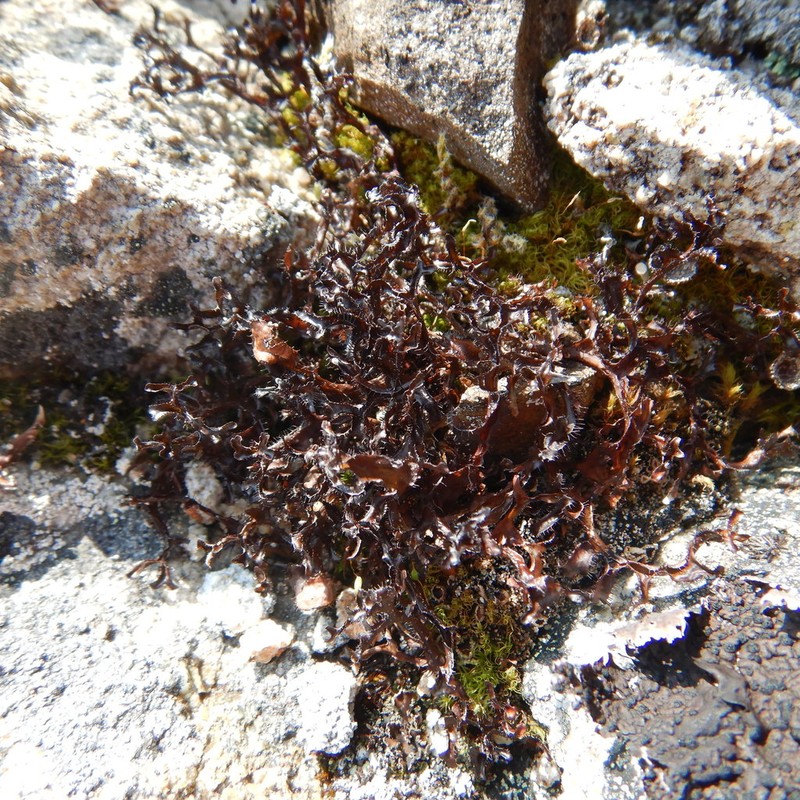 Cetraria Lichen photo 8