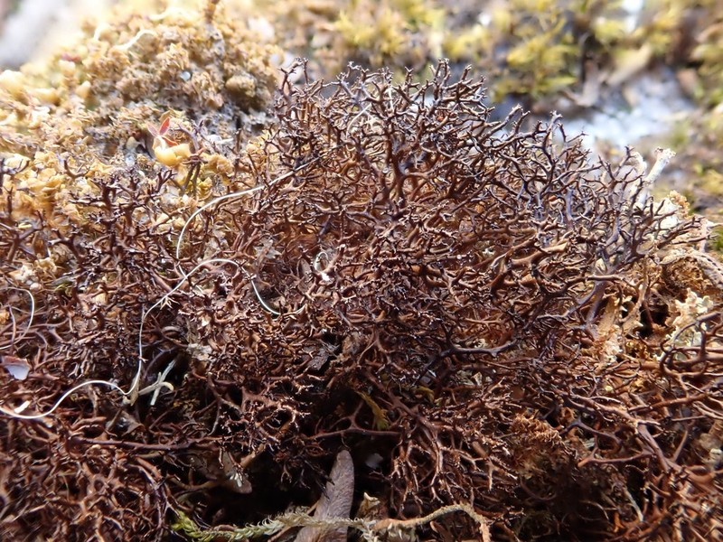 Cetraria muricata