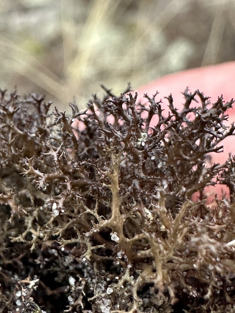 Cetraria muricata photo 2