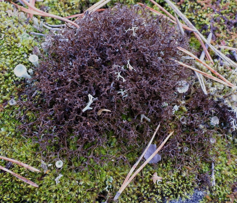 Cetraria muricata photo 3