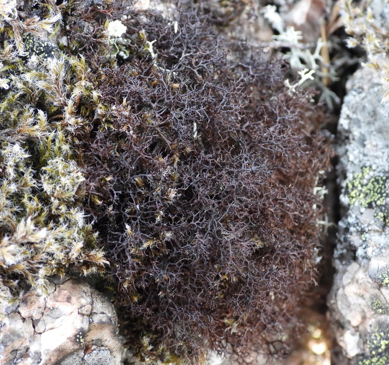 Cetraria muricata photo 4