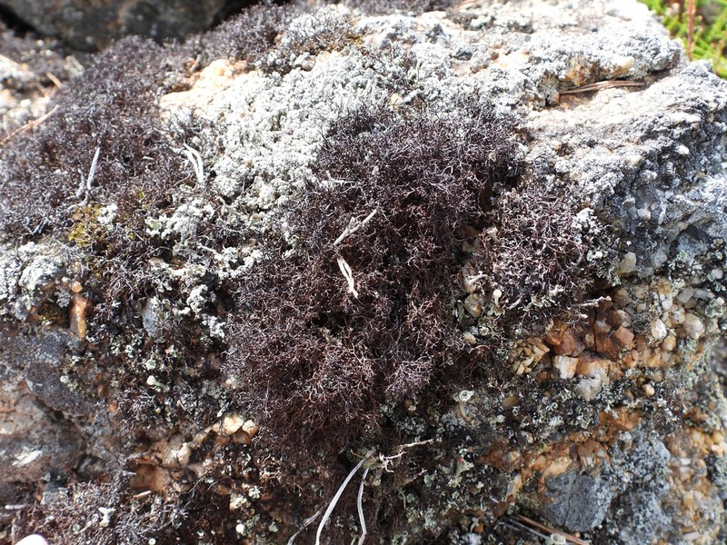 Cetraria muricata photo 6