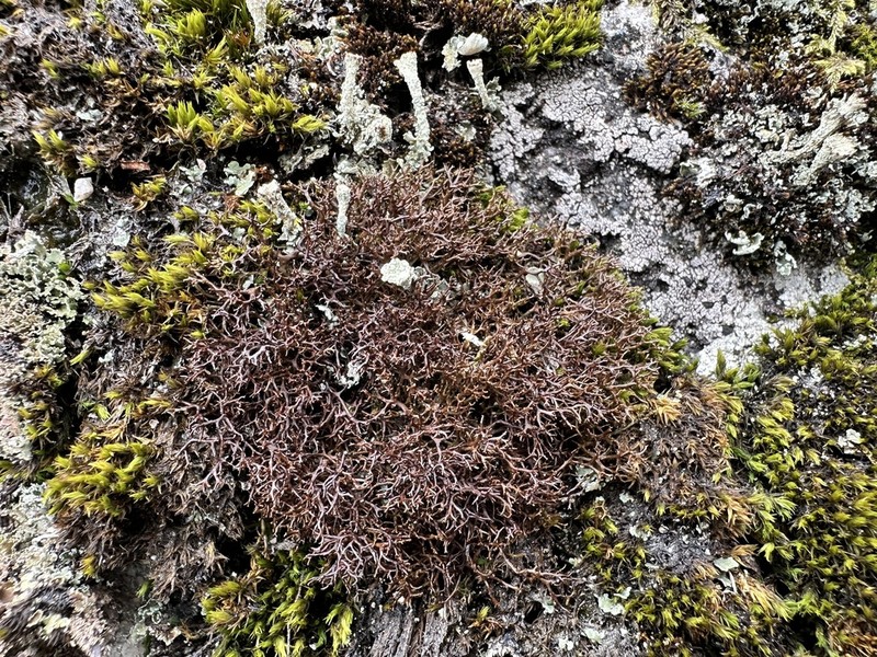 Cetraria muricata photo 8