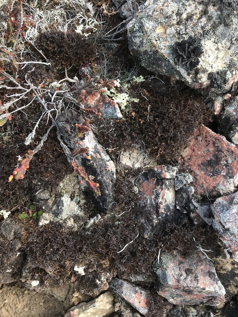 Cetraria Lichen