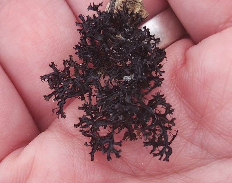 Cetraria Lichen photo 2