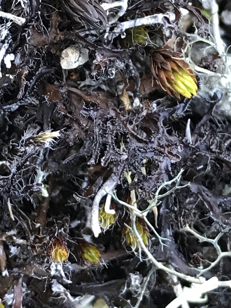 Cetraria Lichen photo 4