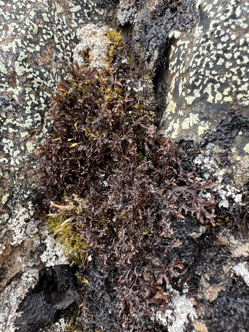 Cetraria Lichen photo 6