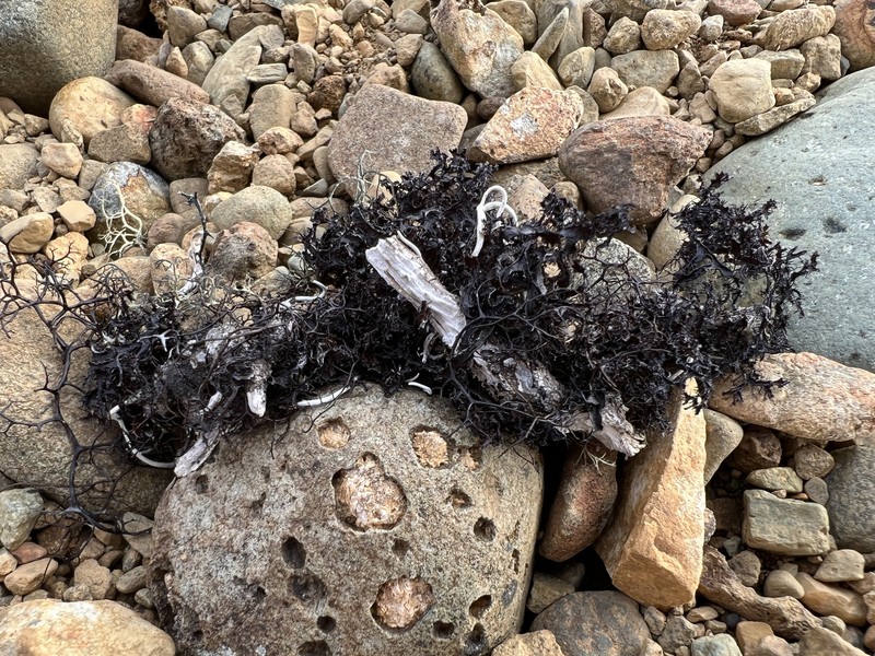 Cetraria Lichen photo 8