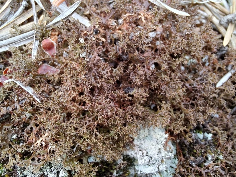 Cetraria Lichen