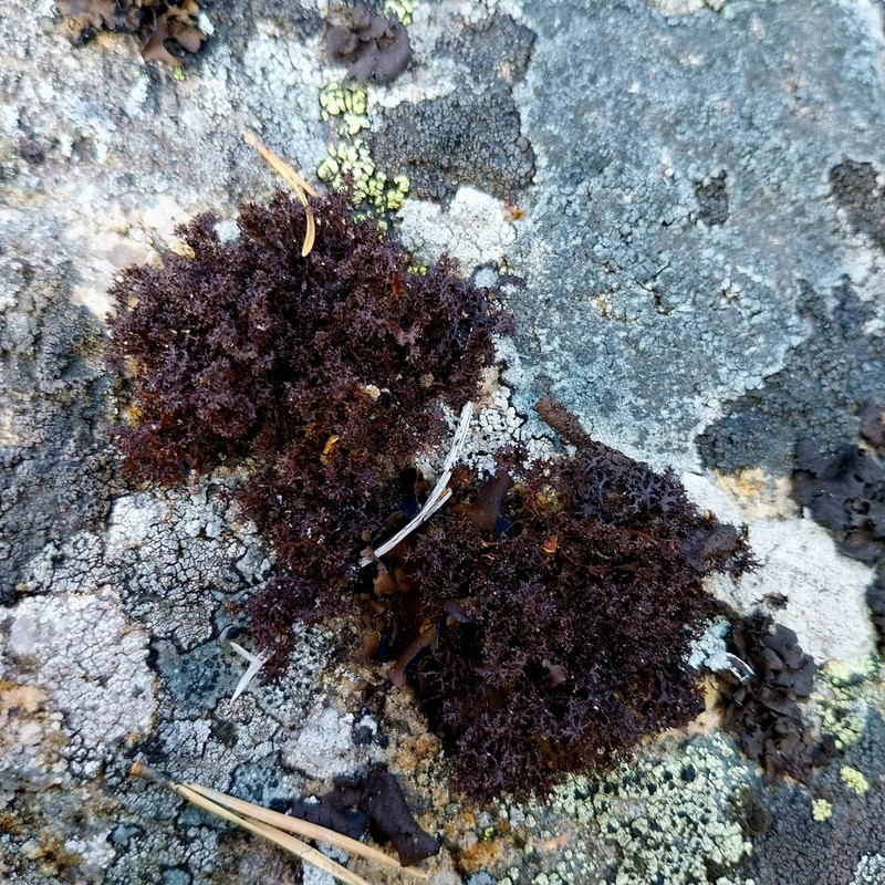 Cetraria Lichen photo 2