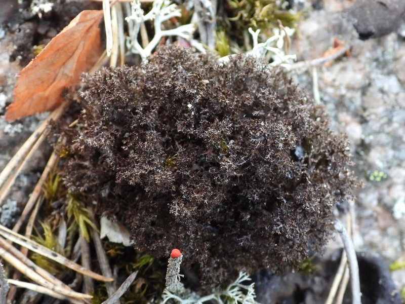 Cetraria Lichen photo 3