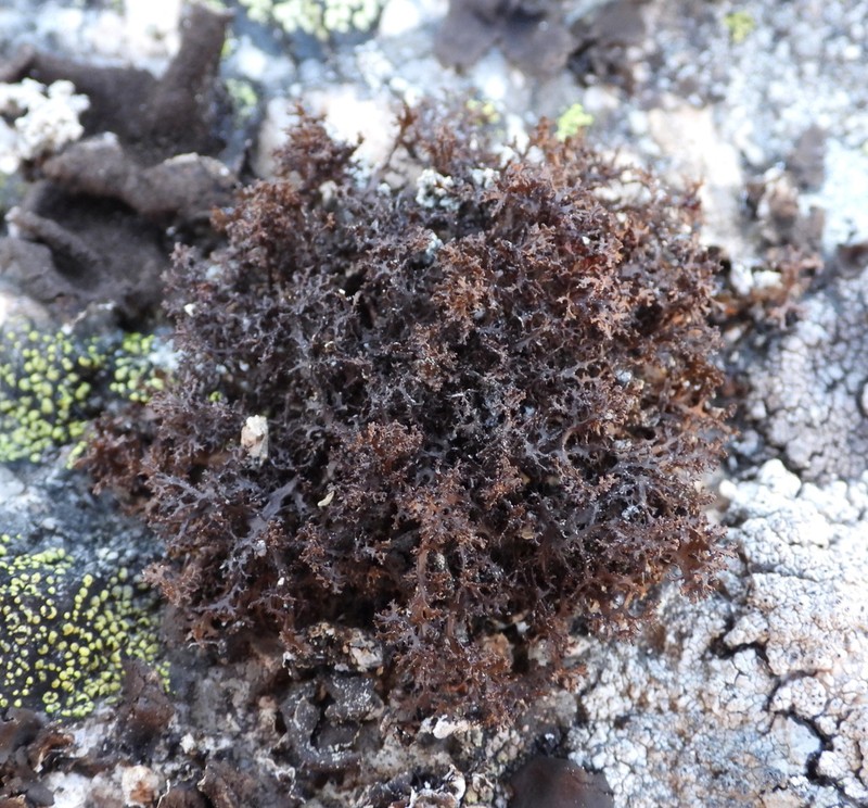 Cetraria Lichen photo 4