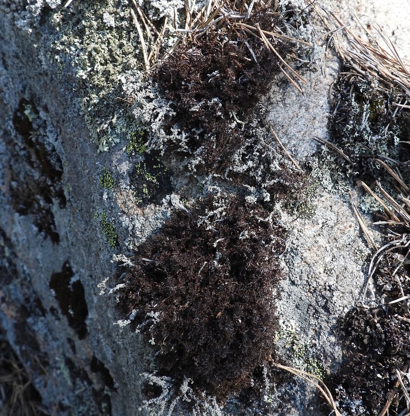 Cetraria Lichen photo 5