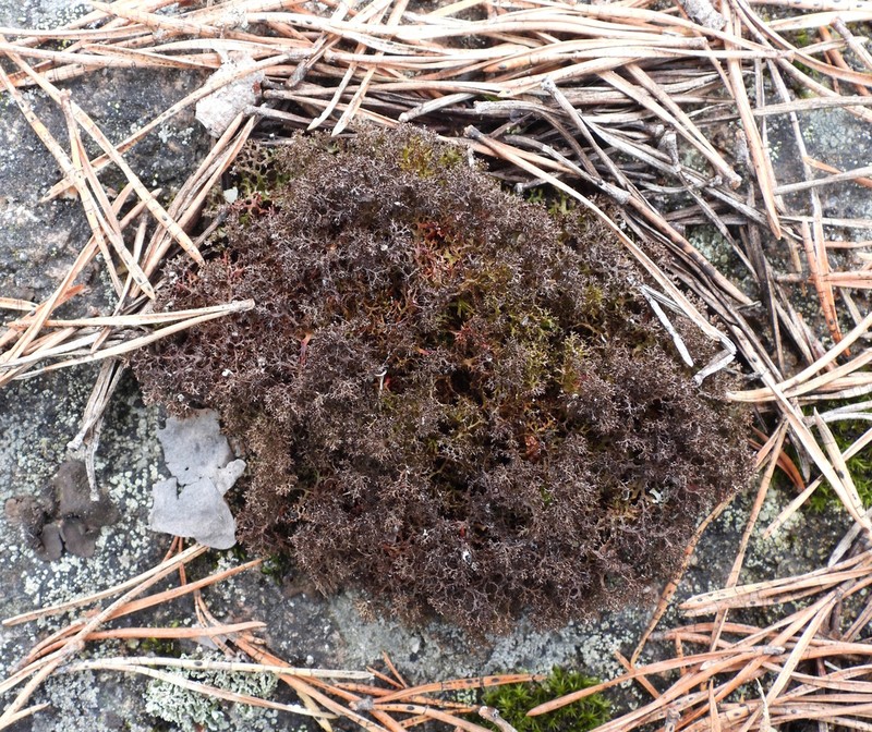 Cetraria Lichen photo 6