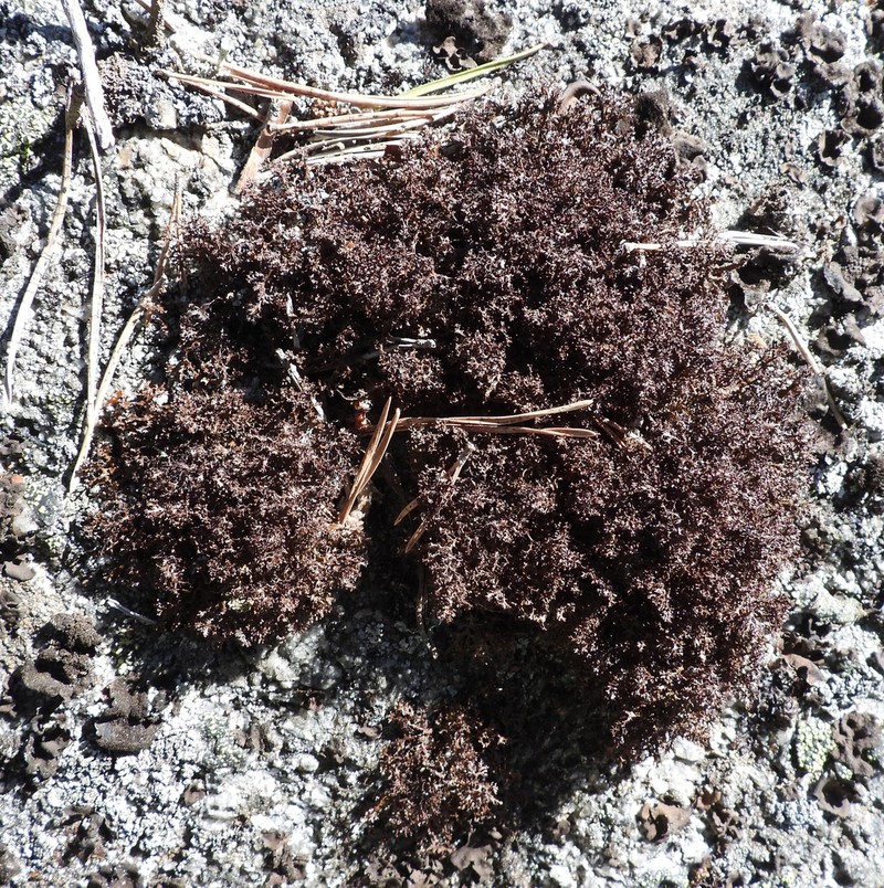 Cetraria Lichen photo 7