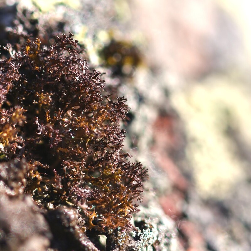 Cetraria Lichen photo 8
