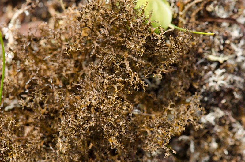 Cetrariella delisei