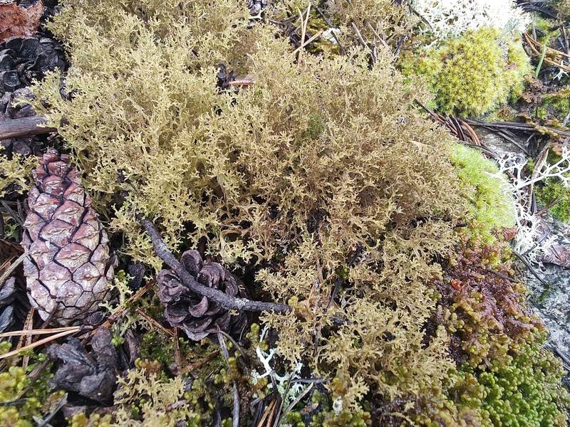 Cetrariella delisei photo 2