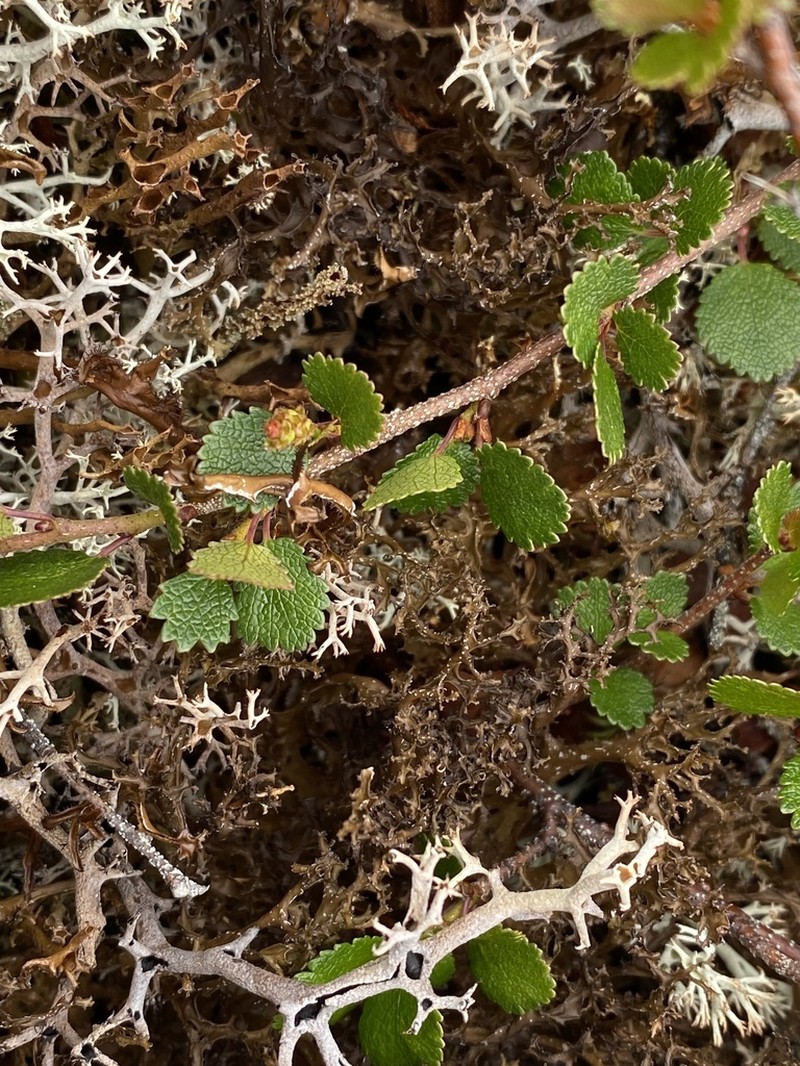Cetrariella delisei photo 3
