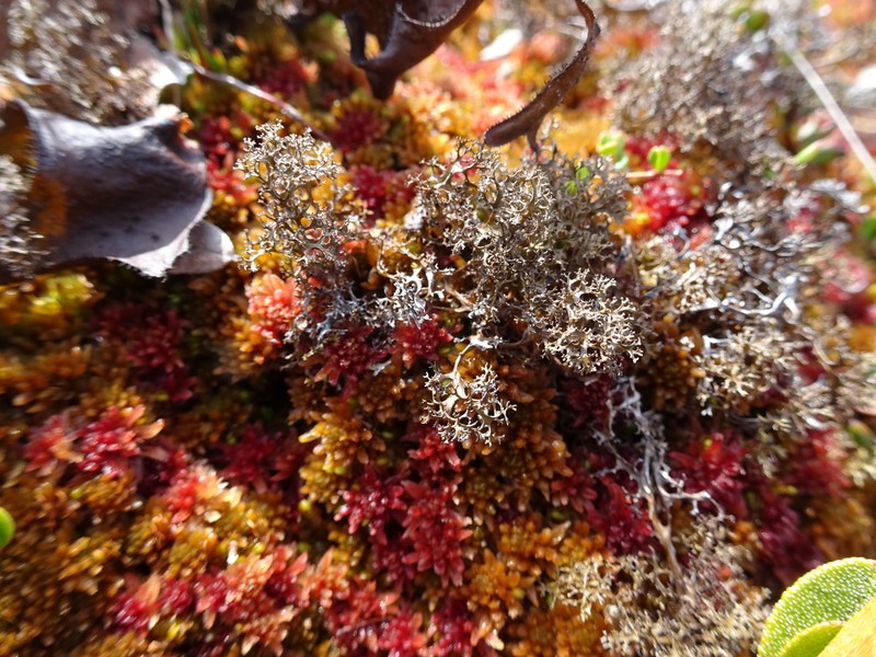 Cetrariella delisei photo 4