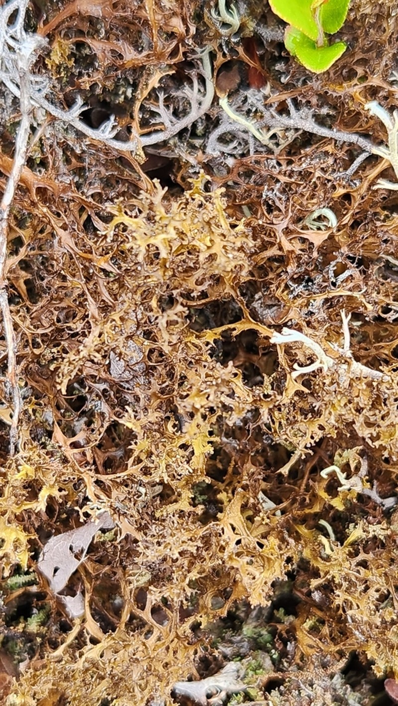 Cetrariella delisei photo 5