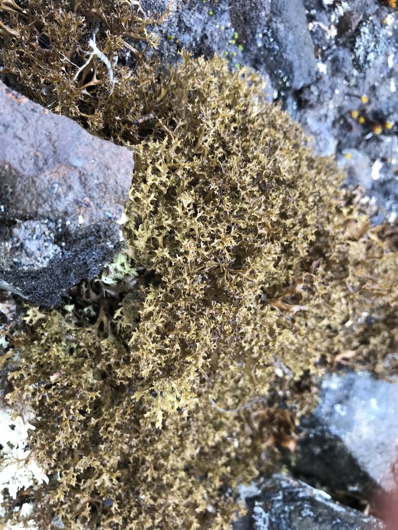 Cetrariella delisei photo 6