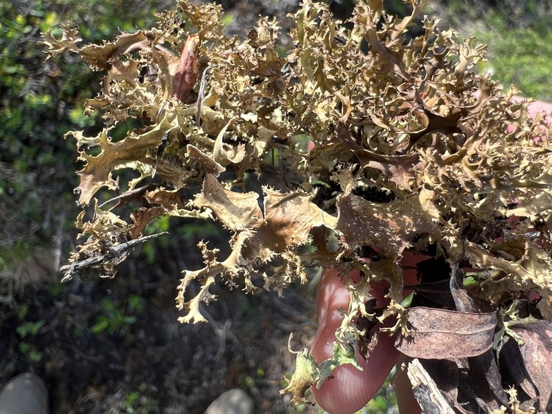 Cetrariella delisei photo 7