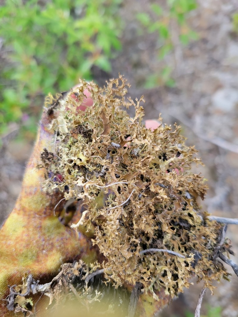Cetrariella delisei photo 8