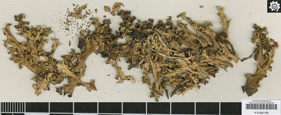 Cetrariella fastigiata