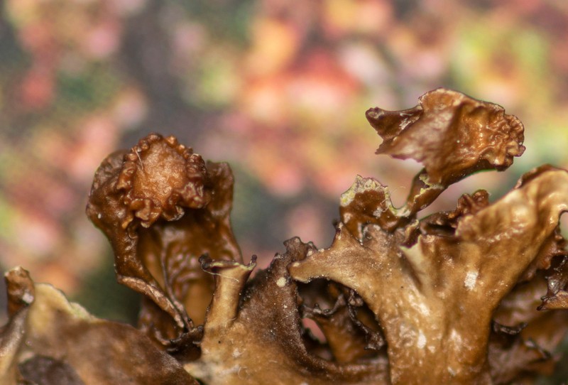 Cetrariella fastigiata