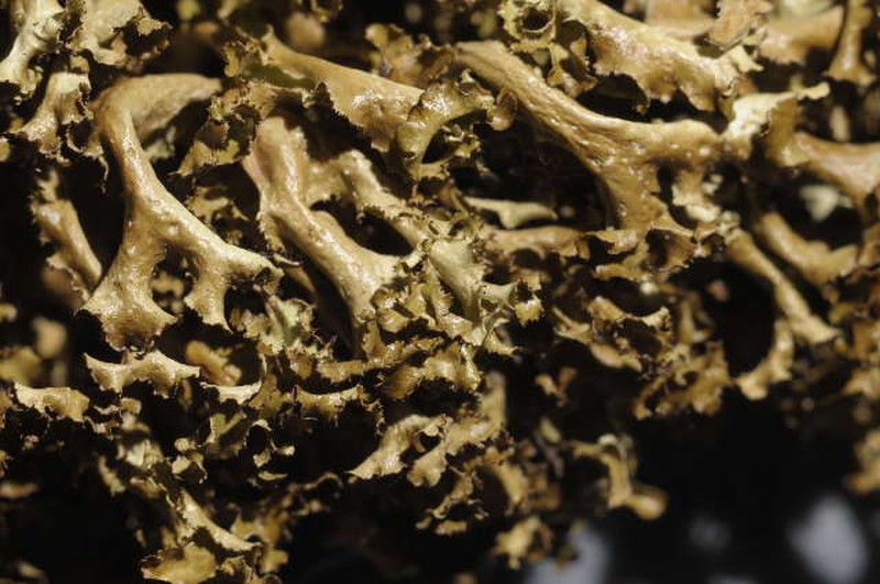 Cetrariella fastigiata photo 2