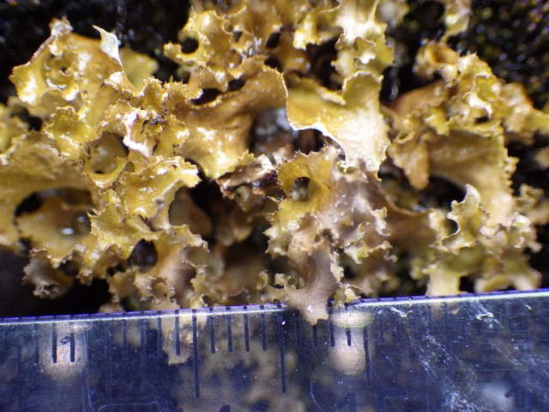 Cetrariella fastigiata photo 3