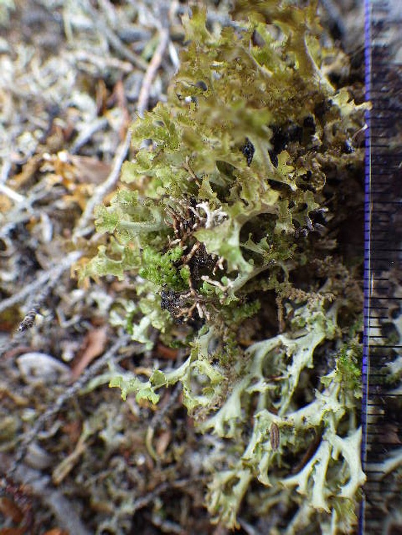 Cetrariella fastigiata photo 4