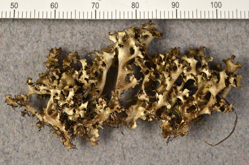 Cetrariella fastigiata photo 5